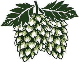 Hop cones with leaves or hop branch without background vector