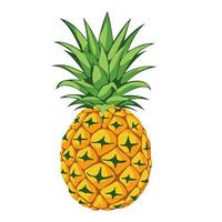 Pineapple. Illustration of pineapple fruit with isolated cartoon style. vector