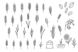 Hand-drawn black and white sketches of various grains and plants. Wheat, oat, rice, barley, corn, rye, millet, flax grain ear, nature set, line icon. Linear sketch ear and grain for agriculture vector