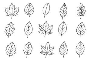 Autumn leaves doodle style. Set of hand drawn autumn forest leaves. Fall season design elements, clip art. vector