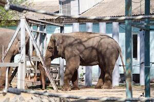 An elephant stands sideways at the zoo. photo