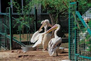 A flock of pink pelicans at the zoo photo