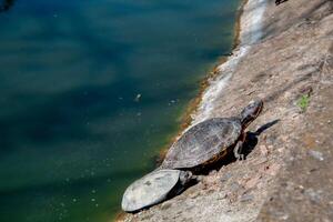 Two turtles come out onto dry land and bask in the sun photo