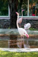 Portrait of a flamingo standing in a pond photo