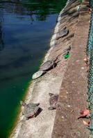 A group of turtles basking in the sun after a pond. Reptile family. photo