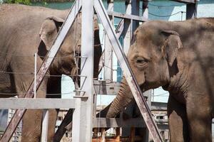 Two elephants play with their trunks over a white fence photo