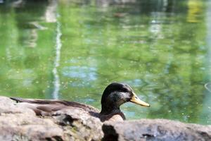 A black duck is swimming in a pond photo