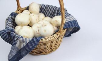 Champignon mushrooms in a basket on a white background photo