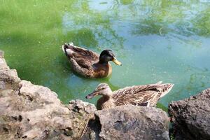 Ducks swim in a homemade lake at the zoo photo