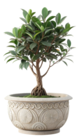 Ficus microcarpa bonsai tree in ornate pot isolated on transparent background png