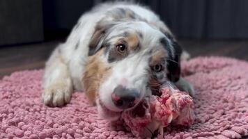 A Aussie Australian Shepherd dog in blue marble color and different eye color nibbles on a meat bone. Close up video