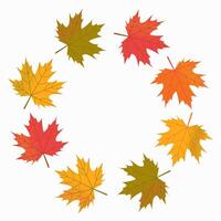 autumn maple leaves arranged in a circle on a white background with empty space for text. Round frame. vector