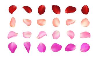 Set of realistic rose petals in different colors. Isolated red, pink, peach, burgundy volumetric petal on white background. Template for greeting romantic cards. Close-up. vector