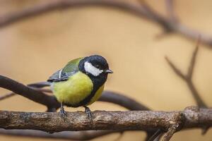 A small bird sitting on a branch with a blurry background photo