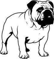 A black and white drawing of a bulldog vector