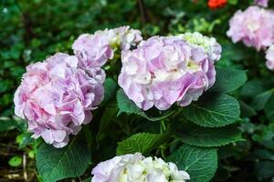 Lilac Hydrangea macrophylla in bloom, also known as Bigleaf Hydrangea or French Hydrangea. Vibrant flowers in garden, family Hydrangeaceae. photo