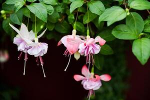 Fuchsia Nancy Lou and Fuchsia Gartenbauverein Eupen in bloom. Pink white and magenta flowers. Common name fuchsia. Family Onagraceae photo