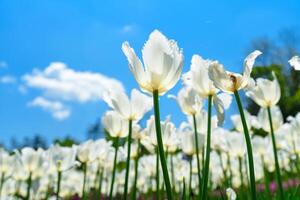 Field of white tulips blooming under a bright blue sky with soft clouds, captured from a low angle on a sunny spring day in a vibrant flower garden. photo