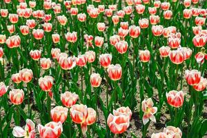 Top view of blooming Triumph tulips Happy Generation. Red flame patterns on creamy white petals fill the frame in a dense floral composition. photo