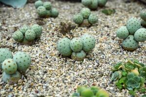 Tephrocactus geometricus with round segmented stems in a curated desert landscape, growing in gritty soil among other succulents and cacti. photo