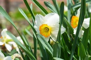 Cluster of Flower Record daffodils photographed from the side at close range. The sunlight highlights the vivid hues of the flowers. photo