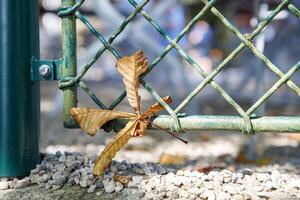 a chain fence with a single, dry brown leaf caught in mesh photo