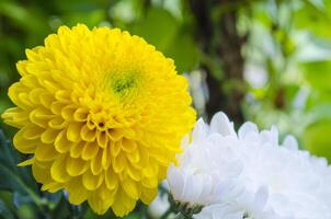 Vibrant yellow chrysanthemum in full bloom with green background photo