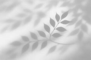 Elegant leaf shadows with a subtle, blurred effect. photo