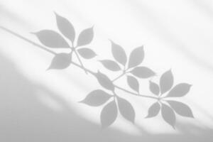 Organic leaf silhouette creating soft shadow patterns. photo