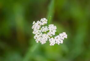 Medicinal herb, Achillea in bloom photo