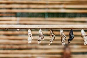Butterfly Papilio cocoons hanging from a branch, transforming in botanical garden prague photo