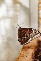 Morpho peleides butterfly resting on glass wall in botanical garden, concept of life transformation photo