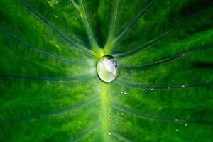 A drop of water is seen on a leaf photo