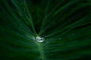 A drop of water is on the leaf of a plant photo