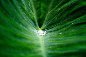 A drop of water is on the leaf of a green plant photo