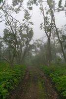Misty forest in the mountains. Summer taiga in fog. Mysterious foggy forest., photo