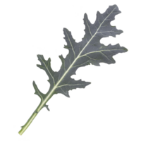 A This is image of single kale leaf with dark green color and textured surface. leaf has distinct, jagged edge and central vein running through it png