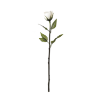 A single white rose with green leaves on long stem, symbolizing purity and elegance, isolated on transparency background. simplicity and beauty of rose evoke sense of tranquility png