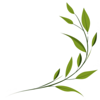 A simple illustration of green leafy branch with multiple leaves extending from thin stems, creating natural and elegant design. leaves are varying size and shape, adding dynamic and organic feel to png