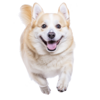 A happy corgi dog is joyfully running towards camera, showcasing its fluffy coat and playful demeanor. image captures dog excitement and energy png