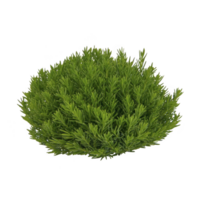 A lush, green bush with dense foliage, perfect for garden landscaping and adding vibrant color to outdoor spaces. Its rounded shape and rich texture create natural, lively atmosphere png