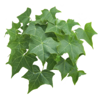 A cluster of vibrant green ivy leaves with distinct star shaped patterns, showcasing natural beauty and lush foliage. Perfect for adding touch of greenery to any setting png