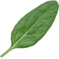A fresh green spinach leaf isolated on transparency background, showcasing its vibrant color and detailed texture. Perfect for healthy eating and nutrition concepts png