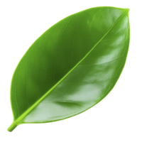 A vibrant green leaf with smooth, glossy surface and visible veins, showcasing nature simplicity and beauty. leaf fresh appearance evokes sense of tranquility and growth png