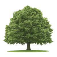 A lush, green tree stands alone on patch of grass, showcasing its full, leafy canopy. vibrant foliage and sturdy trunk create serene and natural scene, perfect for nature lovers png