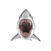 A great white shark with its mouth wide open, showcasing sharp teeth and powerful jaw, is depicted against plain background. image captures fierce and intimidating nature of this ocean predator png