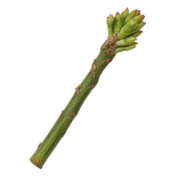 A vibrant green bamboo shoot with cluster of young leaves at top, isolated on transparency background, showcasing its natural texture and growth pattern png