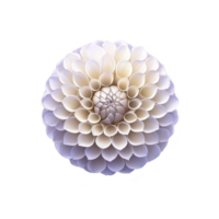 A close up of symmetrical dahlia flower with soft white and purple petals, showcasing its intricate and delicate structure against transparency background png