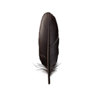 A single dark feather with intricate details and smooth texture, isolated on transparency background, evokes sense of elegance and simplicity png