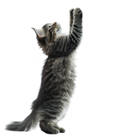 A fluffy gray tabby cat stands on its hind legs, reaching upwards with curiosity and playfulness against plain background. cat fur is soft and its expression is focused png